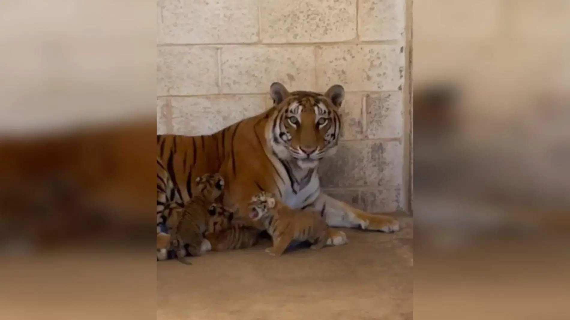 Tigres en San Jorge